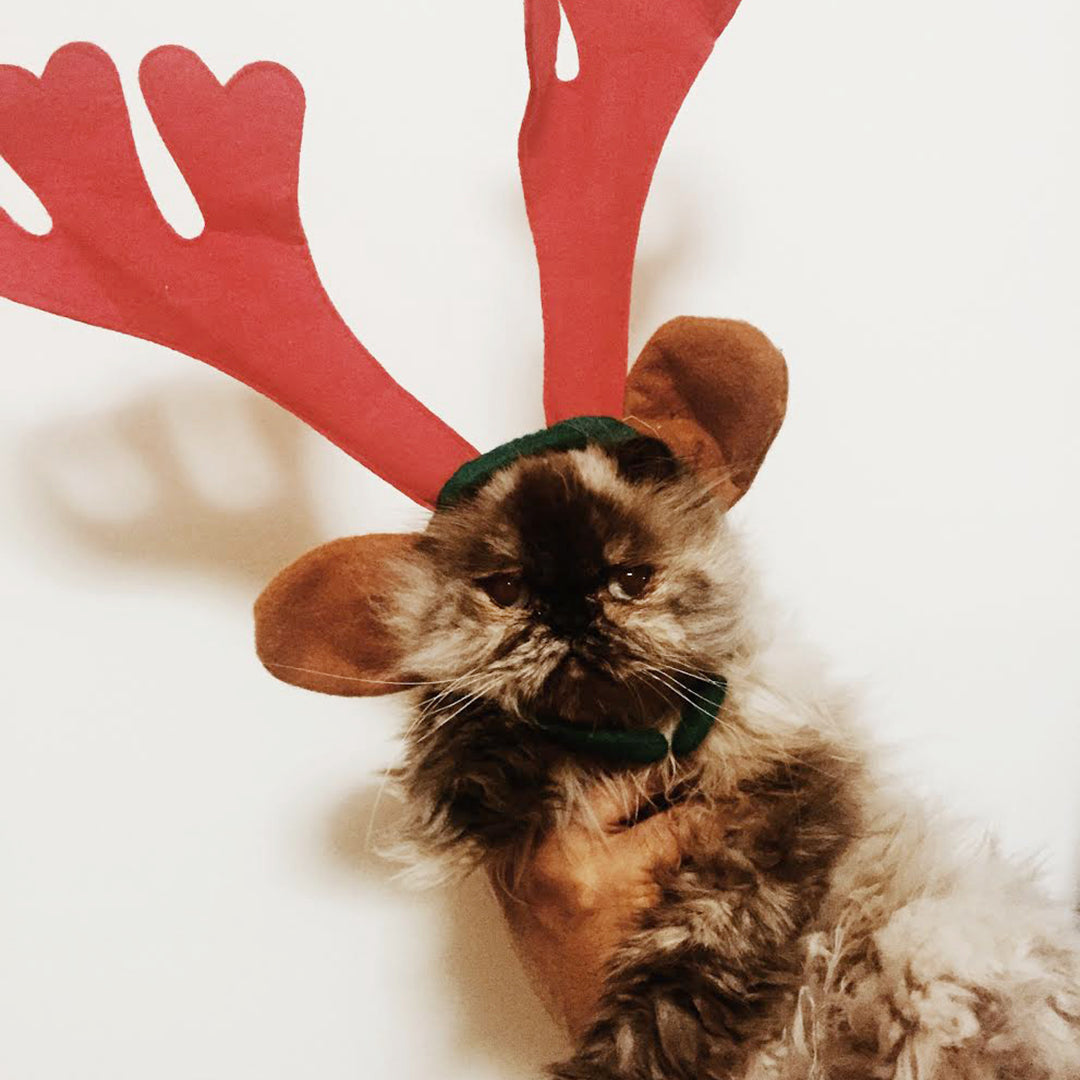 PEPPERMAYO STAFF CHRISTMAS PETS!